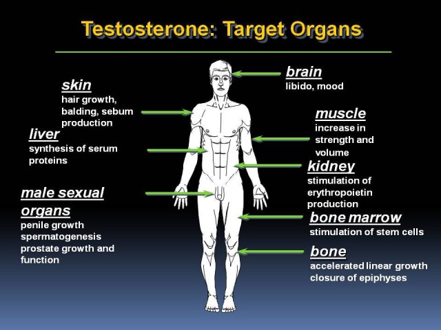 low testosterone levels in skinny-fat men