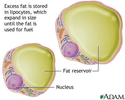 fat cells